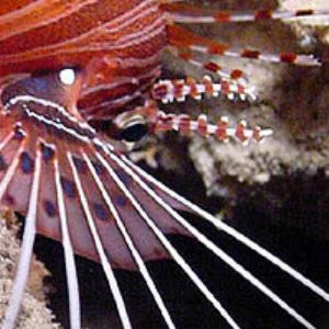 Spotfin Lionfish by Martin Dalsaso 
